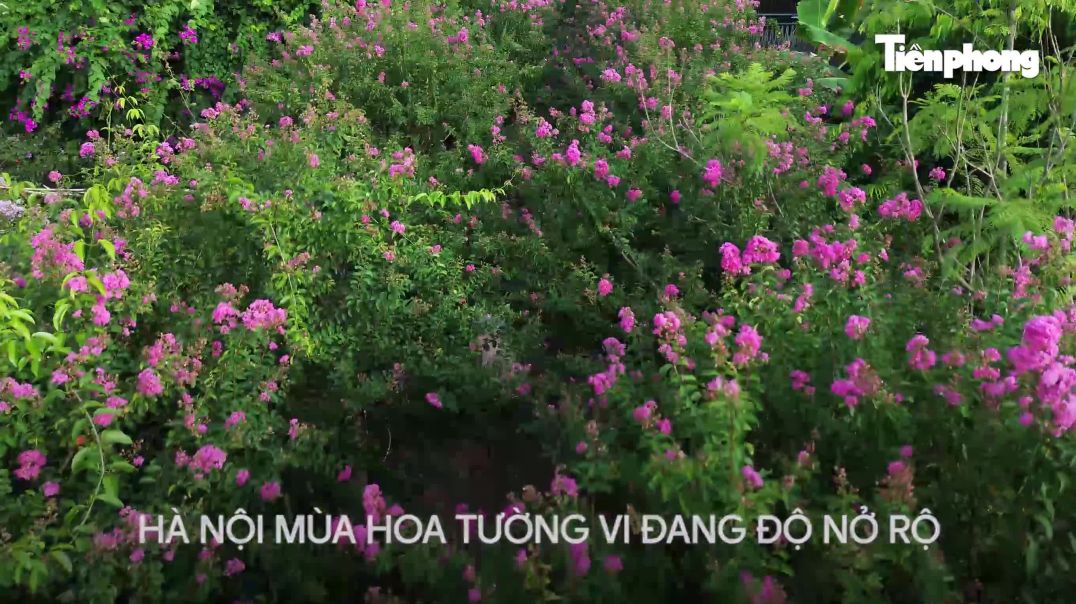 ⁣Đắm say với cảnh sắc hoa tường vi rợp phố Hà Nội
