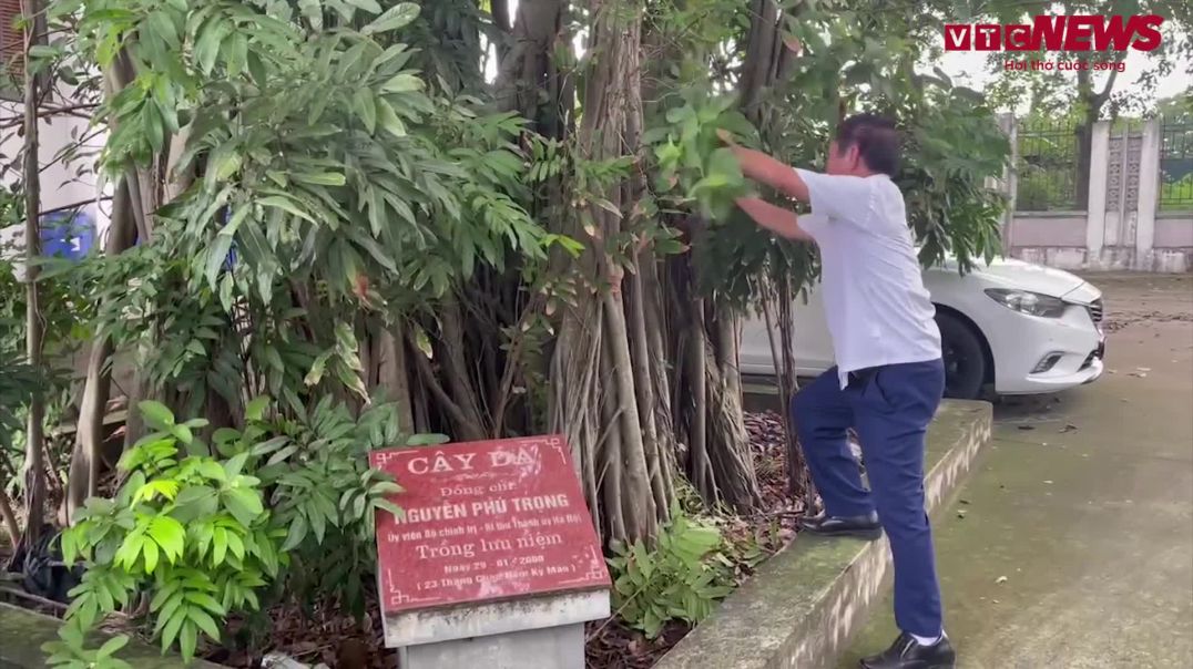 Gìn giữ cây đa do Tổng Bí thư Nguyễn Phú Trọng trồng như di sản cho hậu thế