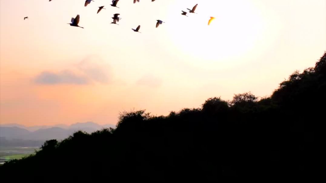 ⁣Lạc vào vương quốc các loài chim ở Thung Nham, Ninh Bình