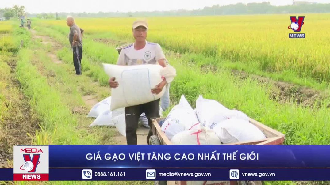 ⁣Giá gạo Việt tăng cao nhất thế giới