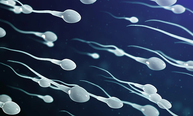 Коротко о сперматогенезе