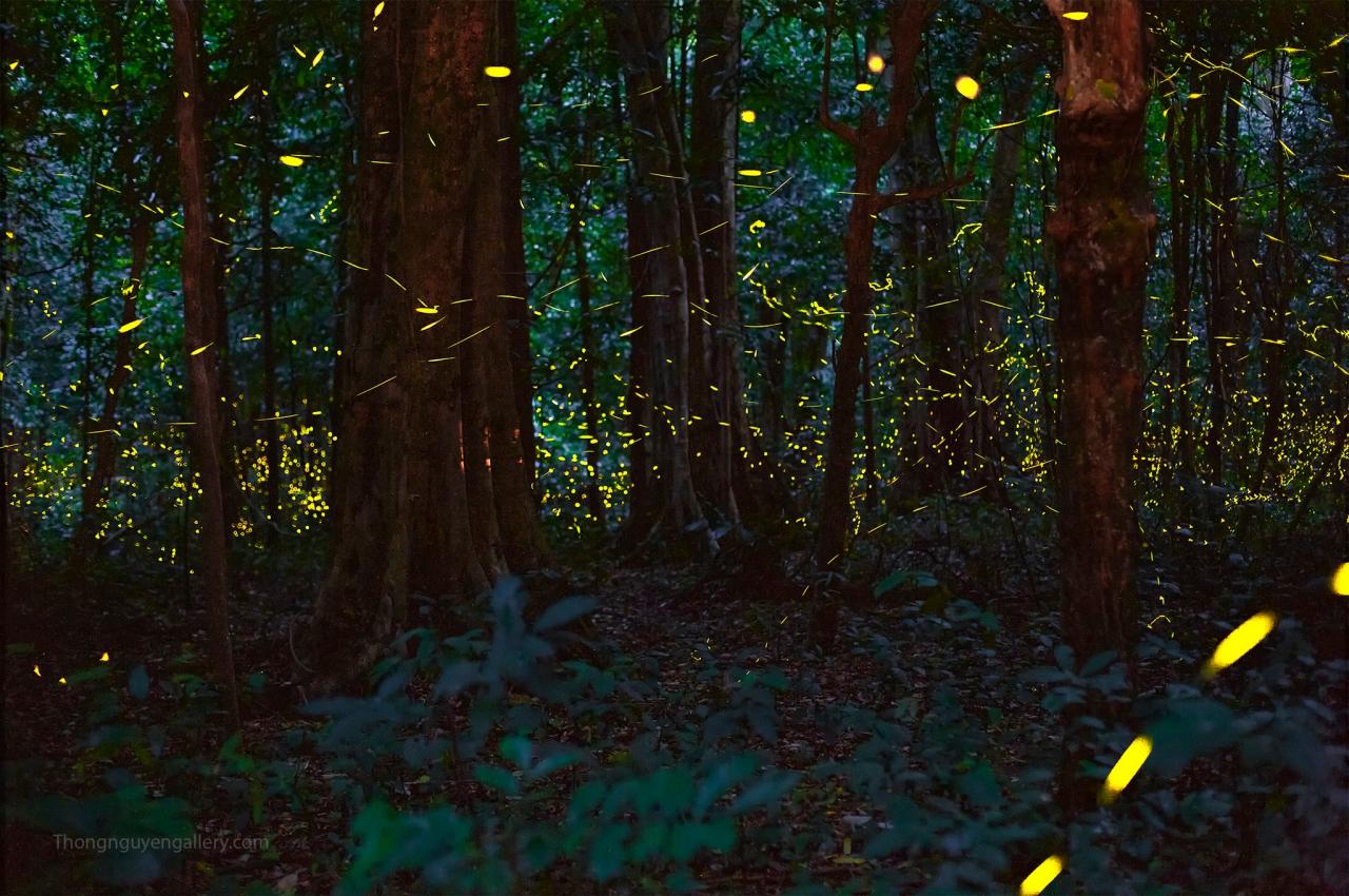 Giữa đêm, 'ngàn sao' sáng rực bỗng hiện ra ở rừng Cúc Phương - 1