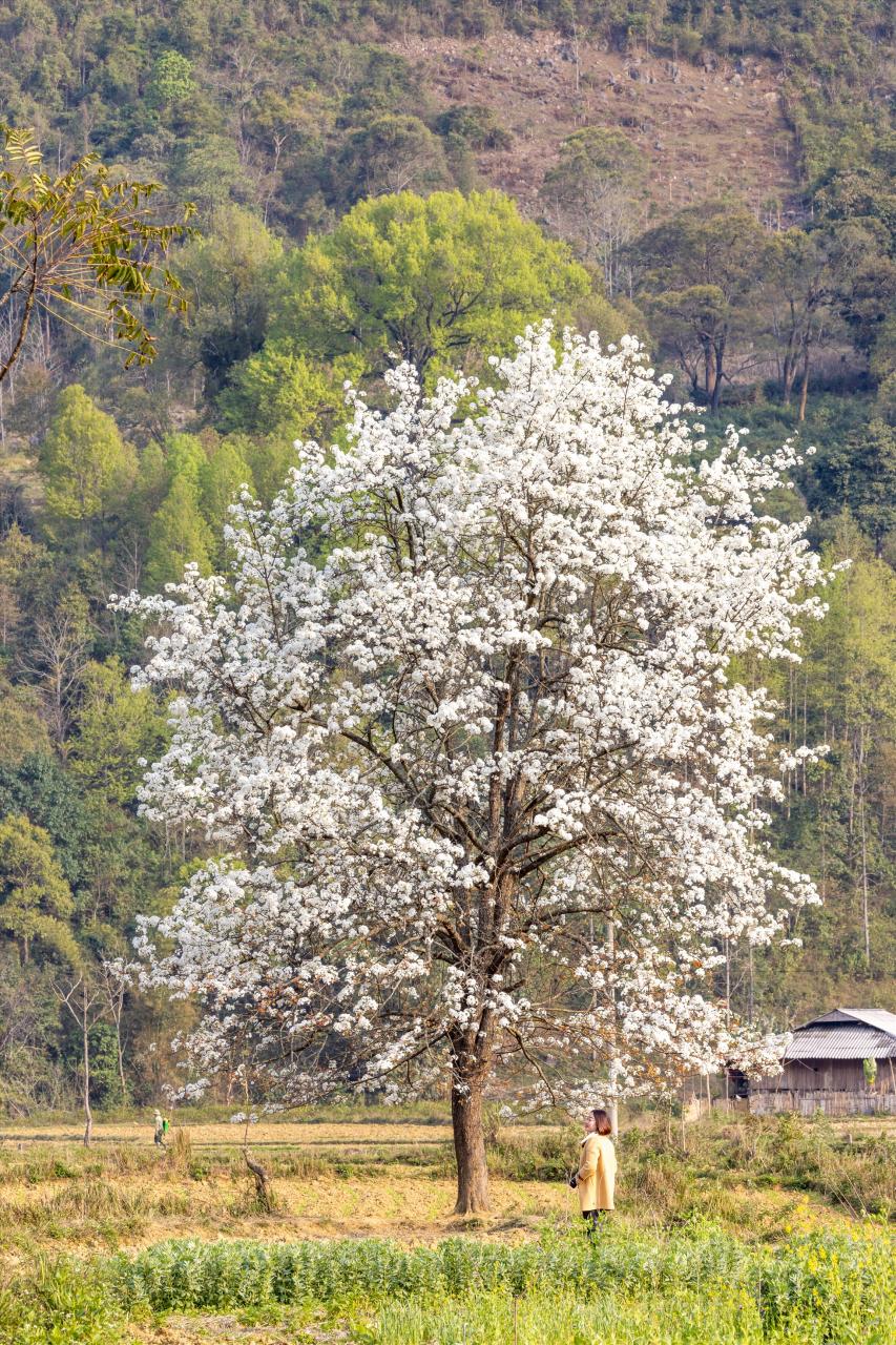 Anh Chiêm cho biết, cây mác cọt nằm ngay bên đường Quốc lộ đi qua xã Xuân Trường (Bảo Lạc), chỉ cách khoảng 150m. Từ xa, du khách đã có thể nhìn thấy cây cao sừng sững với những tán cây đã phủ đầy hoa màu trắng xóa đẹp mắt.
