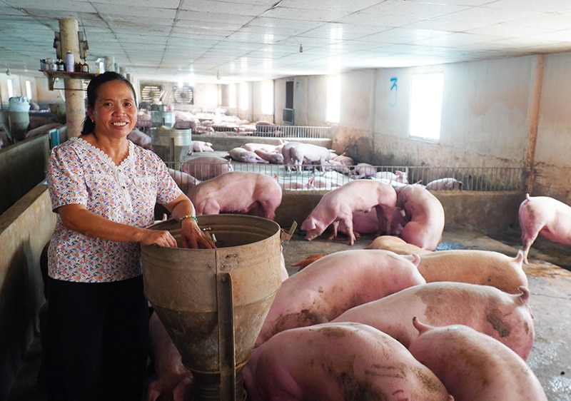 KỸ THUẬT  MÔ HÌNH NUÔI HEO CHUỒNG SÀN KHÔNG XẢ THẢI NGỪA DỊCH BỆNH ASF  TIẾT KIỆM NƯỚC  ANOVA FEED  Nhà cung cấp thức ăn chăn nuôi hàng đầu Việt  Nam