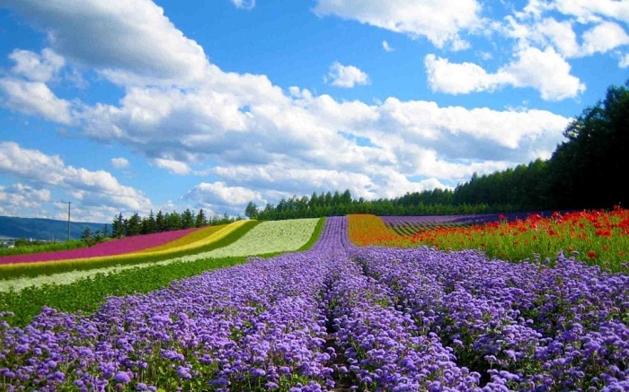 Hình ảnh cánh đồng hoa ở Đà lạt
