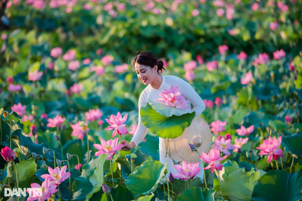 Lotus Vietnam et les faits intéressants sur la fleur nationale