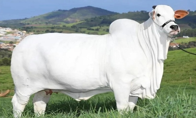 The most expensive cow in the world breaks the price record - Vietnam.vn
