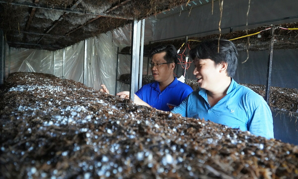 Dong Thap farmers make fortune growing straw mushrooms