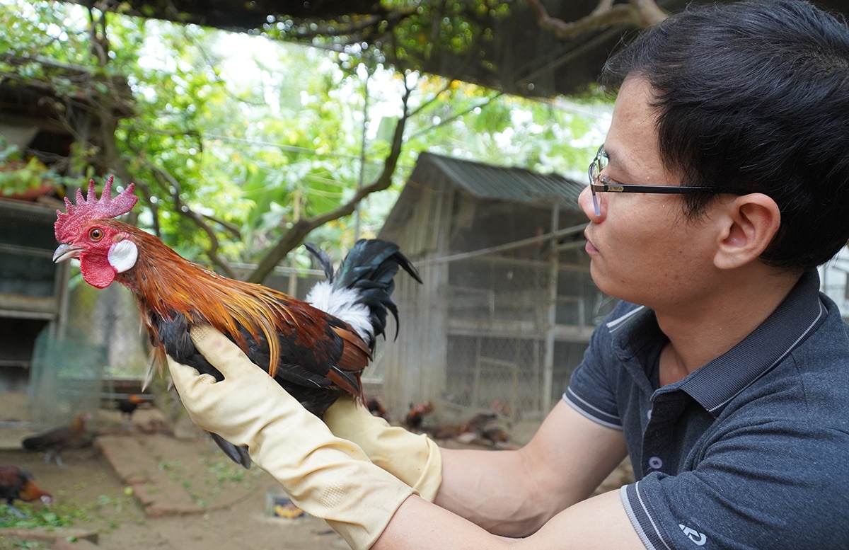 Приручение белоухих диких кур приносит полмиллиарда донгов в год -  Vietnam.vn