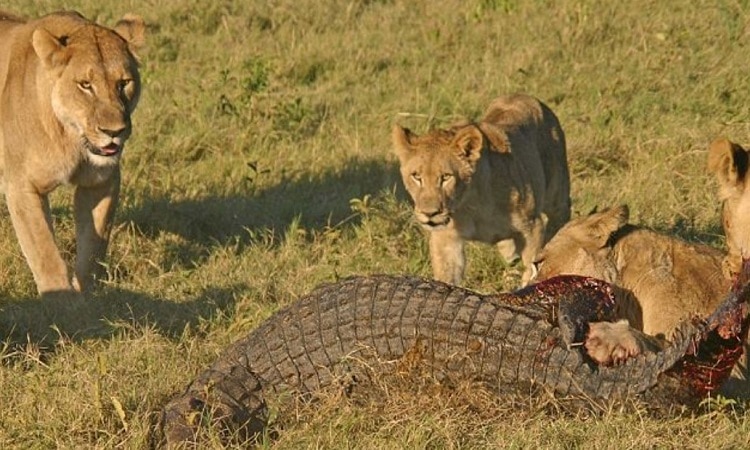 A herd of lions join forces to kill a Nile crocodile - Vietnam.vn
