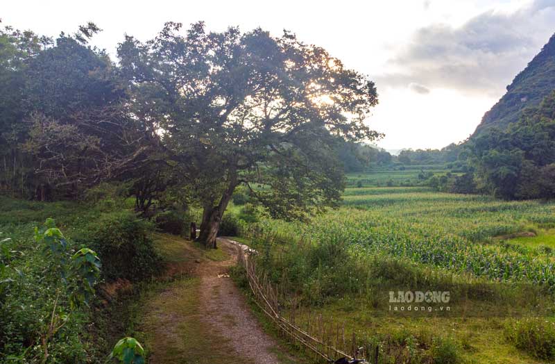 Trong đó, cây dẻ cổ thụ hơn 120 năm tuổi được Hội Bảo vệ thiên nhiên và môi trường Việt Nam công nhận là Cây Di sản vào năm 2016. Ảnh: Tân Văn.