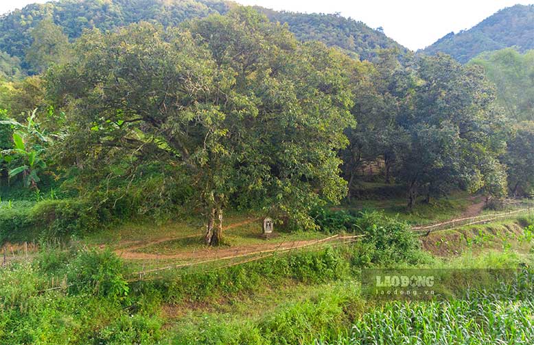 Đến huyện biên giới Trùng Khánh, ngoài thác Bản Giốc hùng vĩ nhiều du khách còn quan tâm, tìm hiểu về cây dẻ - cây trồng nổi tiếng của huyện bởi hương vị thơm ngon đặc trưng. Ảnh: Tân Văn.