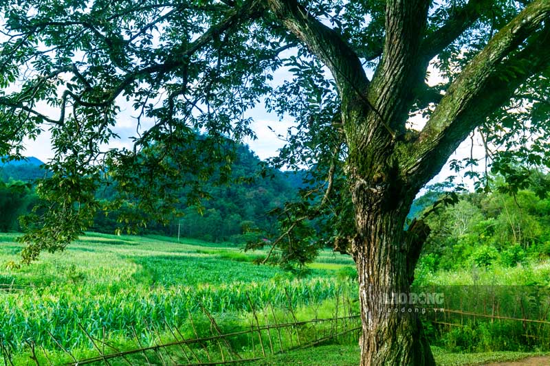 Thông tin từ UBND xã Chí Viễn, đây là cây ăn quả đặc sản đầu tiên của Cao Bằng được vinh danh là Cây Di sản Việt Nam. Điều đó đã khẳng định giá trị văn hóa thiên nhiên ban tặng, đồng thời, cũng là thông điệp để cho thế hệ trẻ hôm nay và mai sau có ý thức và trách nhiệm giữ gìn, bảo vệ thiên nhiên và môi trường”.
