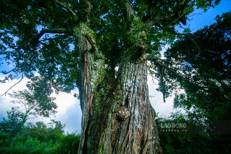 Những dấu ấn thời gian hằn sâu trên thân cây di sản trăm tuổi. Ảnh: Tân Văn.