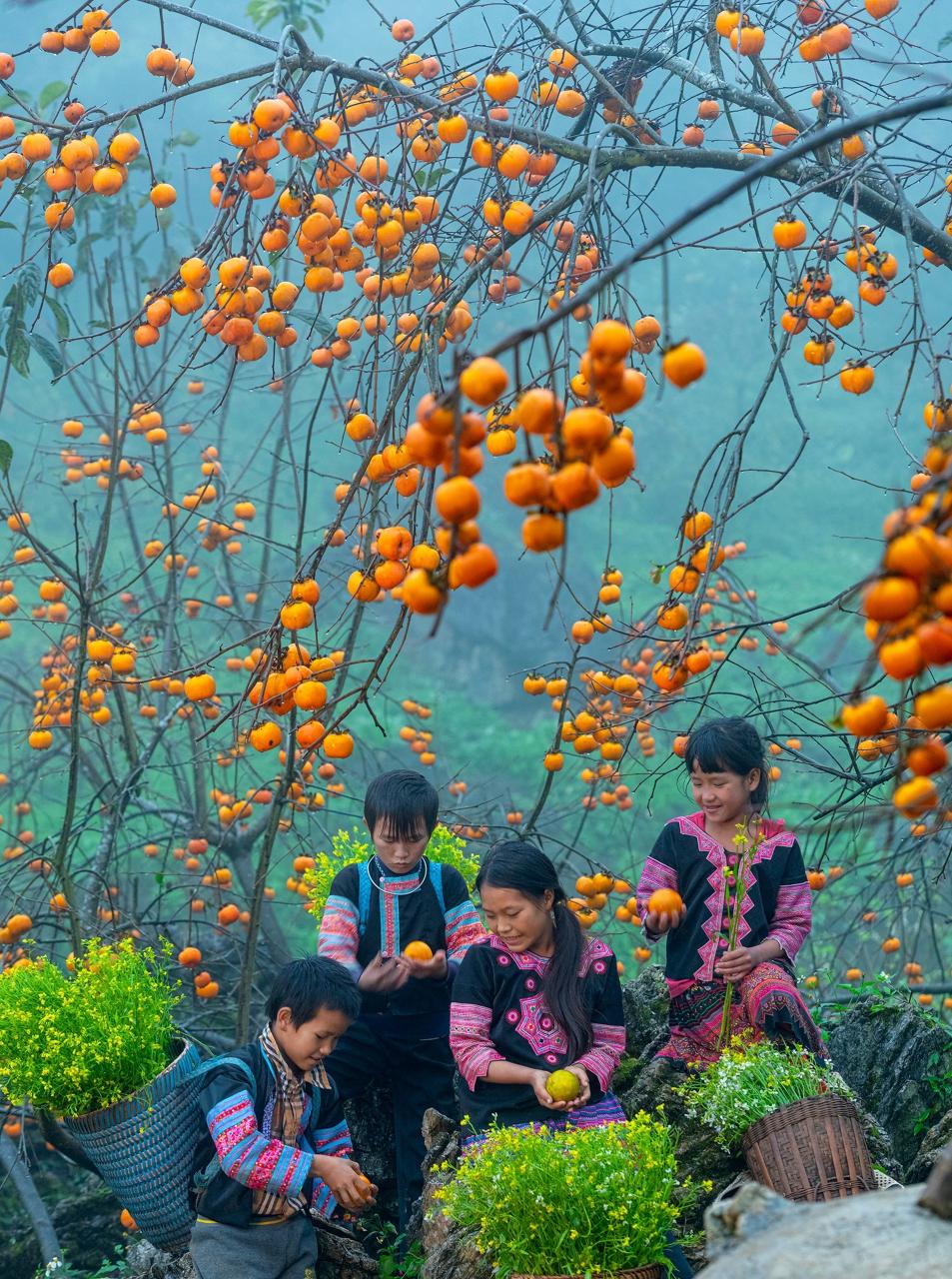 La culture du fruit de la passion à Môc Châu