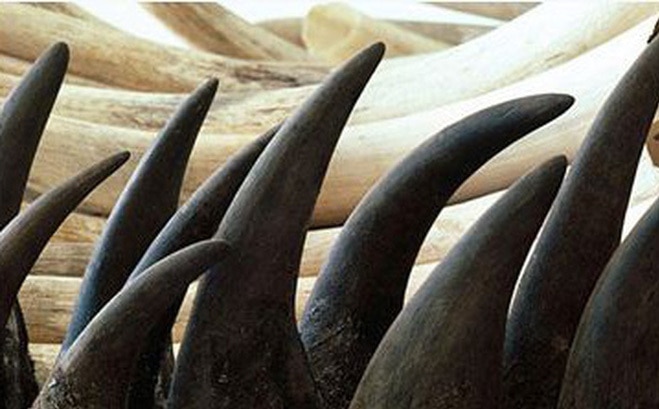 Rhino Horn: Cure or Curse?