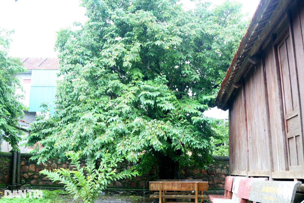 Ngôi nhà bình dị và cây khế cổ gắn với tuổi thơ Đại tướng Võ Nguyên Giáp - 10