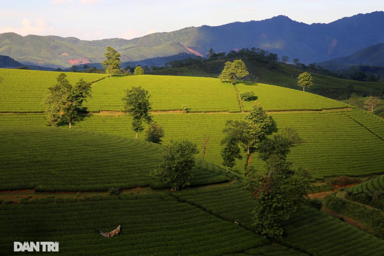 Les paysages spectaculaires du plateau de thé Long Coc, Phu