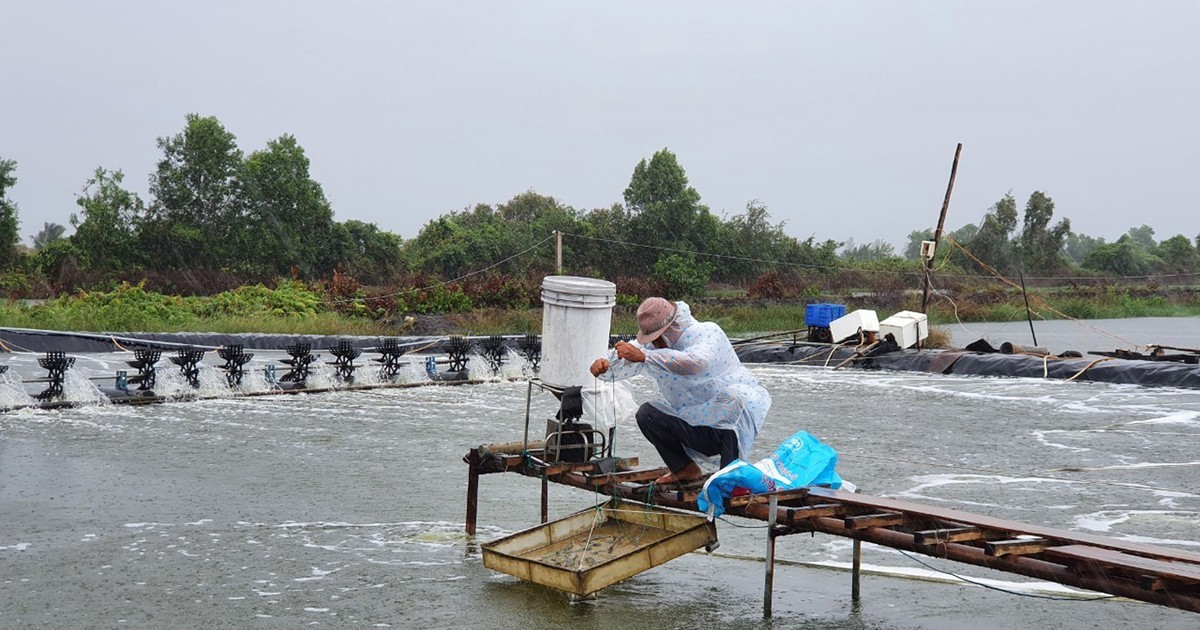 Outstanding loans for forestry and aquatic products in Ho Chi Minh City account for nearly 80% of VND15,000 billion loan package – Vietnam.vn