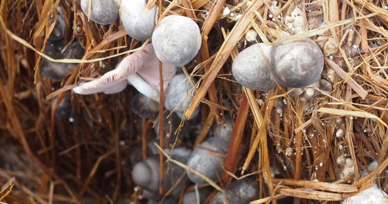 Organic Dried Straw Mushroom - N_m m_ r_m VIETNAM