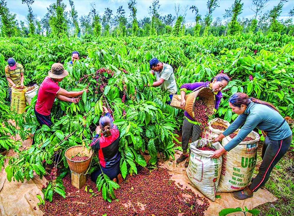 Le café du Vietnam affirme sa position sur le marché mondial