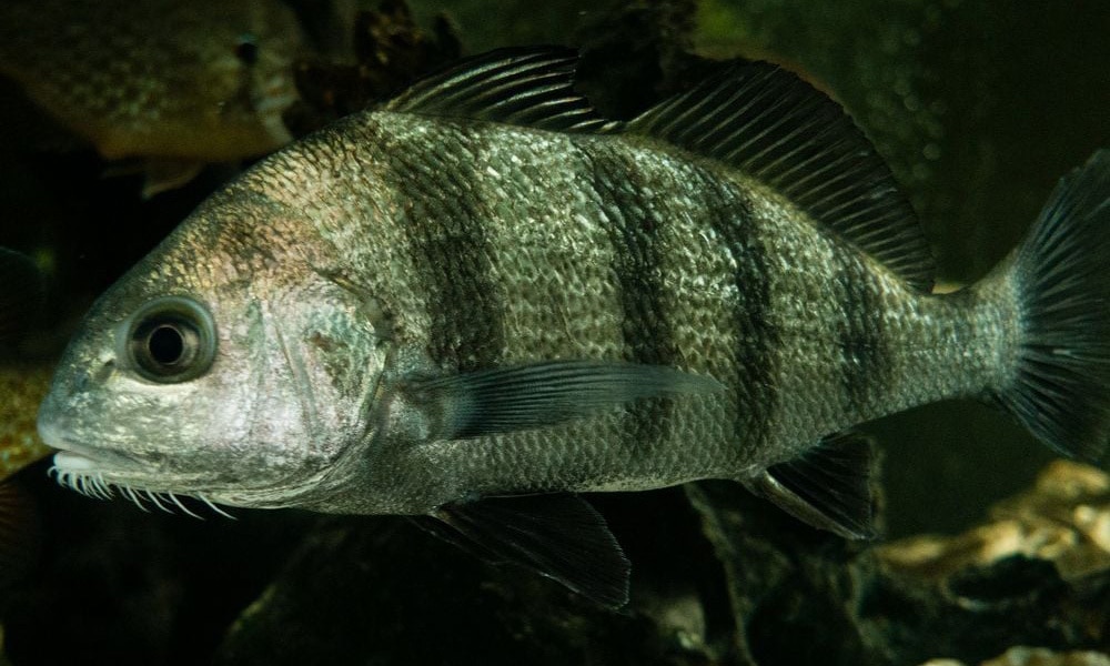 perder o sono pode ser o acasalamento dos peixesperder o sono pode ser o acasalamento dos peixes  