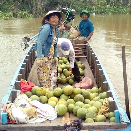 Bưởi năm roi vào vụ thu hoạch mùa thuận, thương lái mua giá thấp hơn.