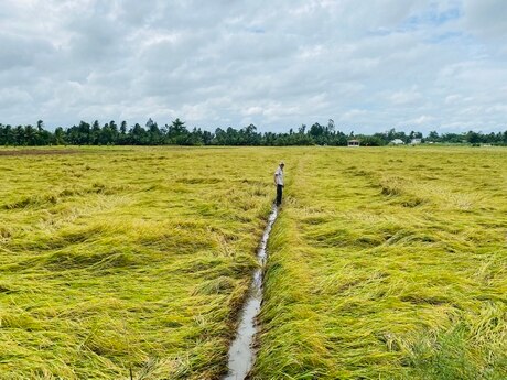 Tại Vĩnh Long, mưa lớn làm nhiều diện tích lúa đổ ngã, gây thiệt hại không nhỏ.