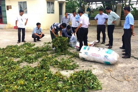 Nông dân thực hiện ủ chua dây khoai lang ở Bình Tân.