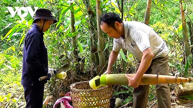 Người dân Yên Bái phấn khởi vì măng Bát Độ được mùa, được giá